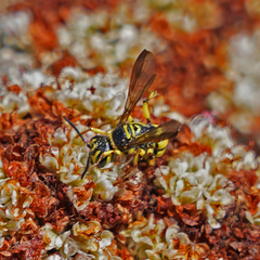 Eucerceris provancheri