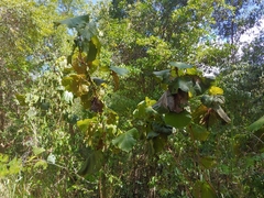 Coccoloba pubescens