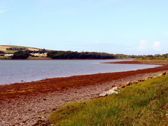 Ascophyllum nodosum