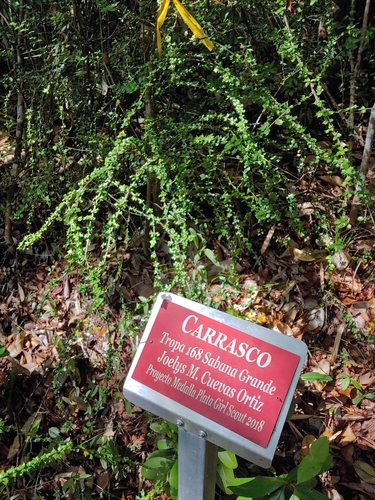 Malpighia coccigera