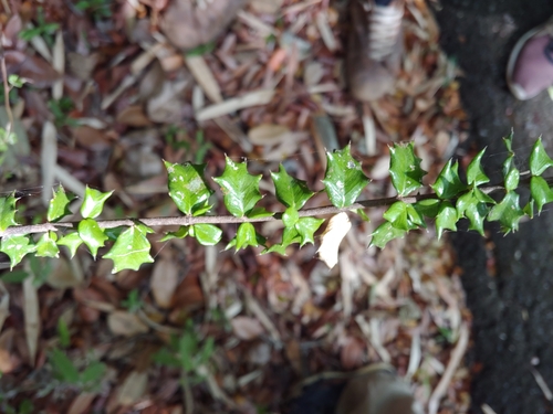 Malpighia coccigera