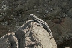 Microlophus atacamensis