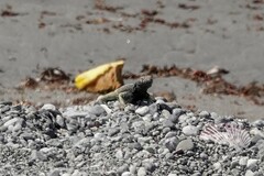 Microlophus atacamensis