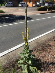 Verbascum thapsus