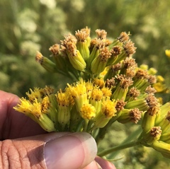 Senecio hydrophilus