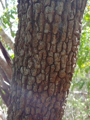 Coccoloba microstachya