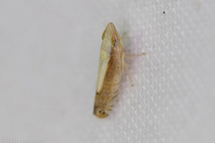 Scaphytopius elegans