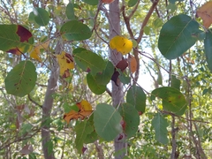 Coccoloba microstachya