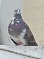 Columba livia domestica