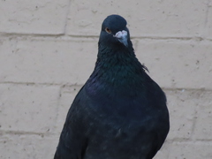 Columba livia domestica