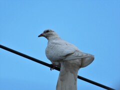 Columba livia domestica