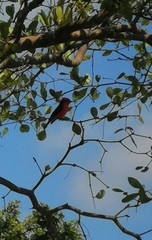 Pyrocephalus rubinus