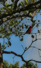 Pyrocephalus rubinus