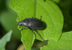 Lobometopon fusiforme