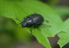 Lobometopon fusiforme