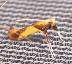 Caloptilia superbifrontella