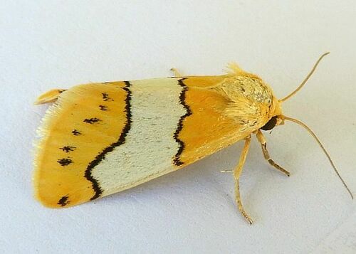 Lineostriastiria hachita Barnes, 1904