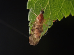 Sylvicola fenestralis