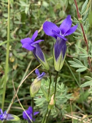 Gentianopsis thermalis