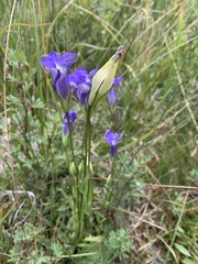 Gentianopsis thermalis