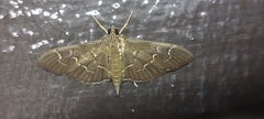 Pilocrocis