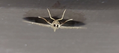 Pilocrocis