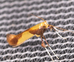 Caloptilia superbifrontella