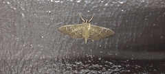 Pilocrocis