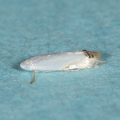 Leucoptera erythrinella