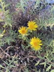 Heterotheca stenophylla