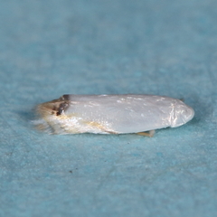 Leucoptera erythrinella