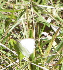 Ascia monuste phileta