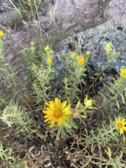 Heterotheca stenophylla