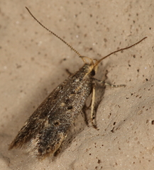 Neodactylota liguritrix