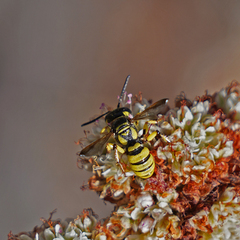 Eucerceris provancheri