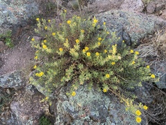 Heterotheca stenophylla