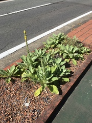 Verbascum thapsus