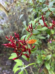 Monochaetum meridense