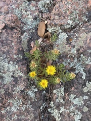 Heterotheca stenophylla