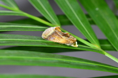 Gonodonta nitidimacula