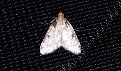 Aglossa costiferalis