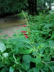 Salvia tubifera