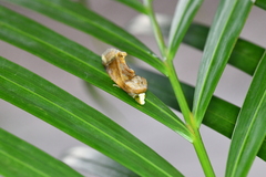 Gonodonta nitidimacula