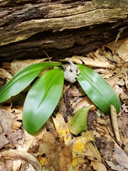 Clintonia umbellulata