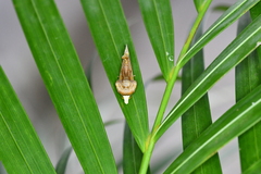 Gonodonta nitidimacula