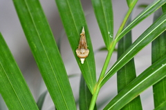 Gonodonta nitidimacula