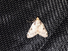 Aglossa costiferalis