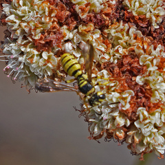 Eucerceris provancheri