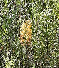 Platanthera ciliaris