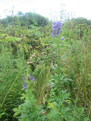Aconitum fischeri